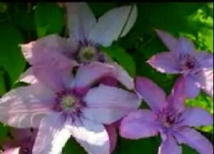 clematis