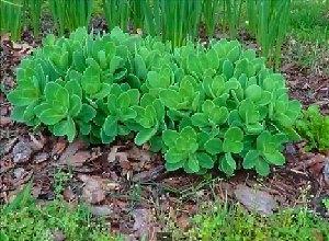 Sedum fremtredende