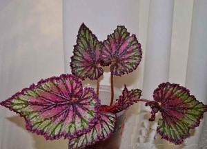 begonia