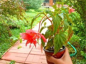 begonia doniczkowa