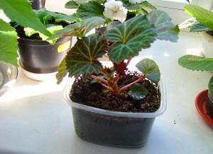 begonia busk