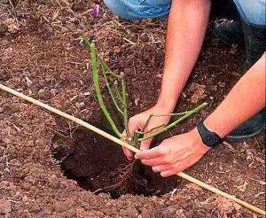 Planter roser i bakken