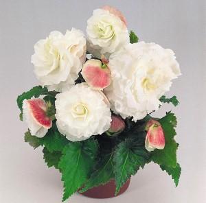 tuberøs begonia