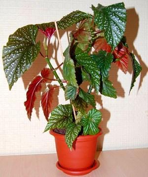 begonia wewnętrzna