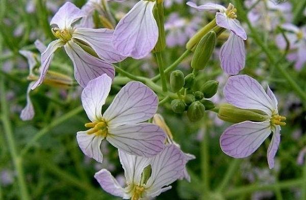 Blomsterstander av reddik