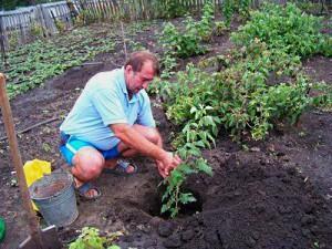 plante stikkelsbær