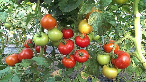 høyavkastende tomatvarianter