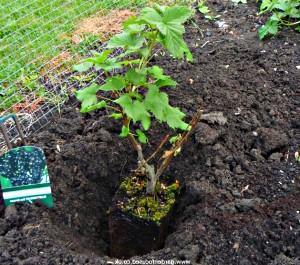 planting i bakken