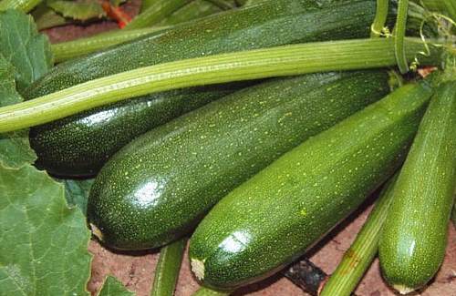 zucchini langvarig lagringsklasse Aeronaft - foto