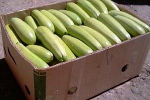 Courgette i en boks