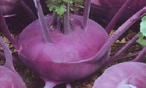 kohlrabi สีม่วงสุกเร็ว