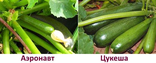 På bildet courgettsorter Aeronaut og Tsukesha