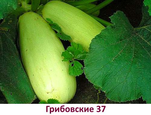 Courgettsorter Gribovskie 37 - bilde