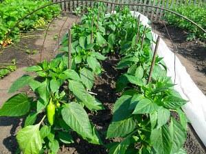 dekker paprika med folie