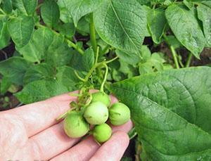 Samling av frø for påfølgende planting