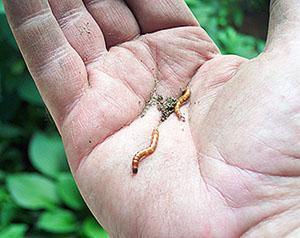 ศัตรูพืชมันฝรั่ง Wireworm