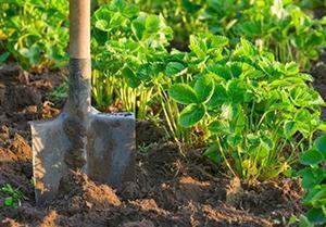 Planting og stell av jordbær