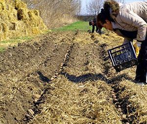 Planting av poteter under halm