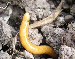 Wireworm