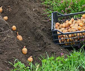 Grøftplanting av poteter