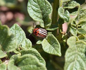 Pest ziemniaczany Stonka ziemniaczana Colorado