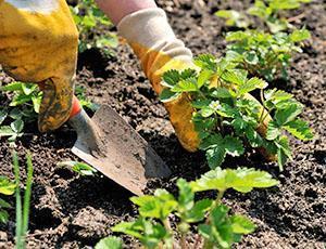 Plante frøplanter i åpen mark