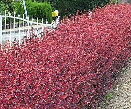 Barberry Auricoma