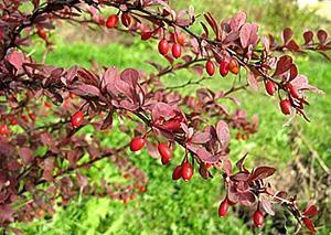 Barberry ใบสีแดง