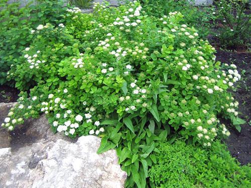 Spirea brzozowa w składzie