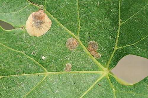 Cercospora บนใบสายน้ำผึ้ง