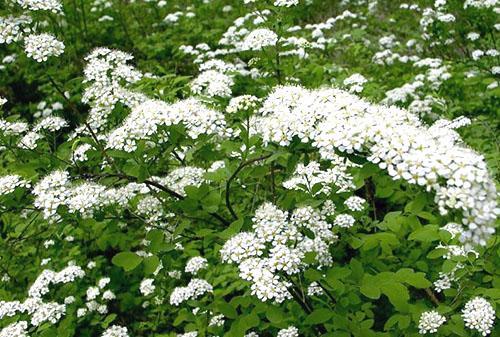 Spirea o liściach dębu w trakcie kwitnienia