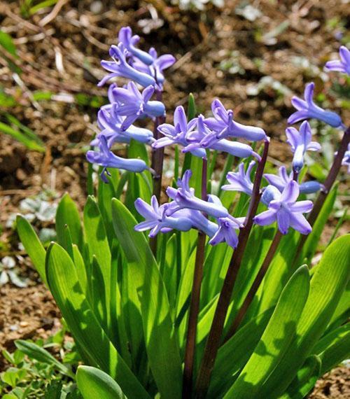 Hyacinty na webu