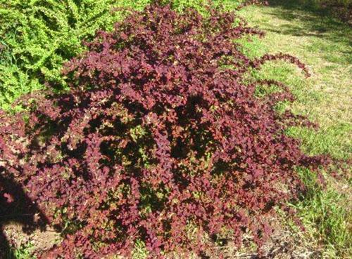 Barberry ใบสีแดงในการออกแบบภูมิทัศน์