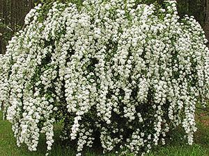 Spirea Bush na osobním spiknutí