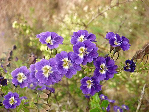 Azure nasturtium