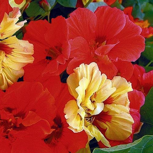 Terry nasturtium วัฒนธรรม