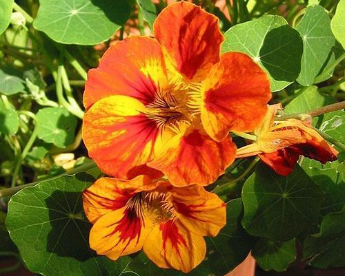 Nasturtium โล่ยืนต้น