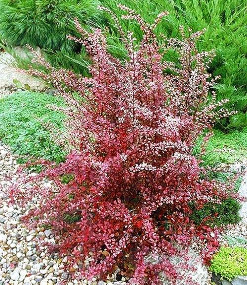 พุ่มไม้ Barberry ใบสีม่วงอ่อน