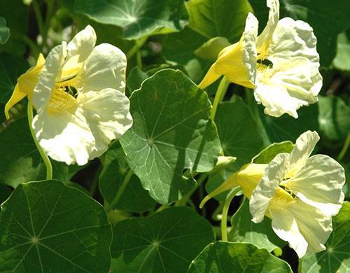 Velké bílé nasturtium