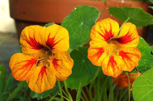 nasturtium ขนาดใหญ่