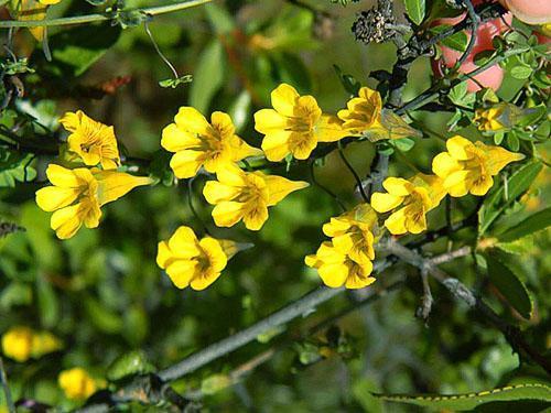 nasturtium เดือยสั้น