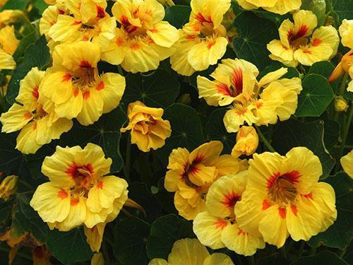 Malé nasturtium