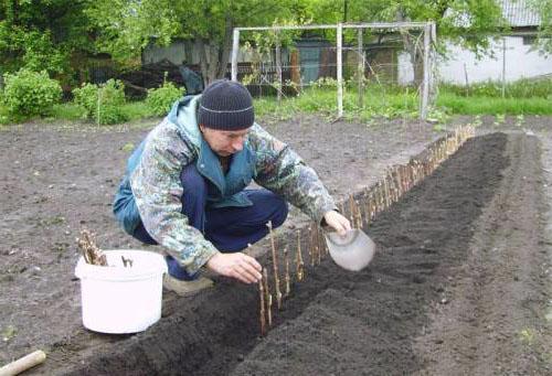 Planter druestik på sommerhuset