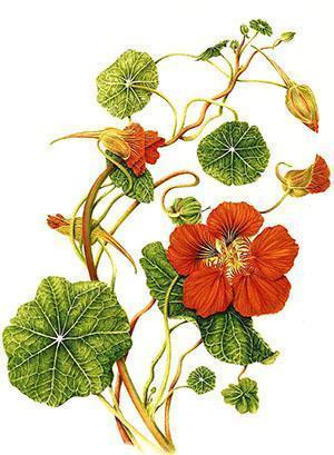 สวนดอกไม้ nasturtium