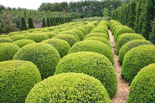 Boxwood เอเวอร์กรีน