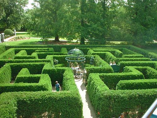 Boxwood labyrinter av et stort antall busker