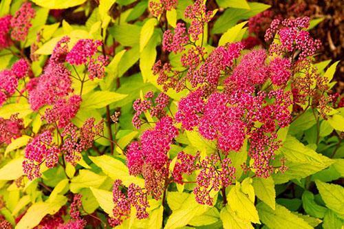 Spirea Gold Flame