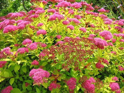 Spirea Golden Princess