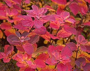 Spirea brzozowa jesienią