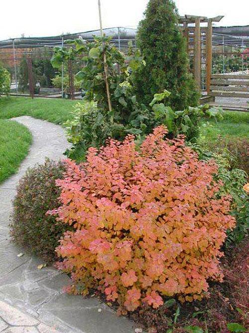 Birch spiraea ในการออกแบบภูมิทัศน์